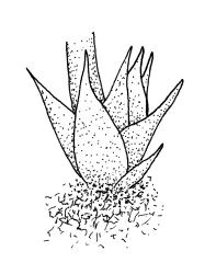 Rhizogonium distichum, perigonium detail. Drawn from L. Visch 679, CHR 267027.
 Image: R.C. Wagstaff © Landcare Research 2016 